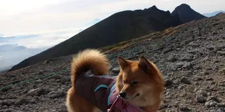 ワンコと一緒にテントを担いで八ヶ岳を登る♪