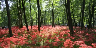 巾着田で曼珠沙華を撮ろう