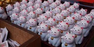 ［那珂湊］多くのネコに出迎えられ、ネコたちに癒やされる旅♪