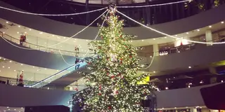 8メートル！本物モミの木のあったかツリー！横浜ツリーの探索はこのツリーからはじめよう！