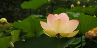 ［二宮町～中井町］花が豊かな このエリア、旅の最後は中井町で足湯カフェ♪