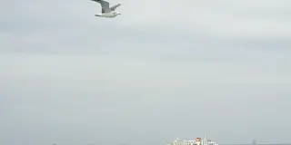 東京湾フェリーを使って神奈川・千葉を満喫！！久里浜・金谷で美味しいものに出会おう♪