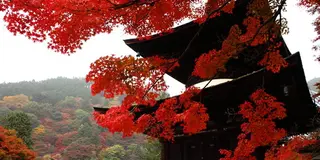 京都西山のもみじ狩りスポット