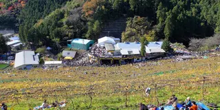 ココ・ファーム・ワイナリーの収穫祭に行ってみよう！／足利
