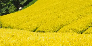 ハツひとり旅〈静岡絶景旅〉