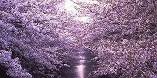 天気がいい日にオススメ！目黒川沿いのお散歩デート