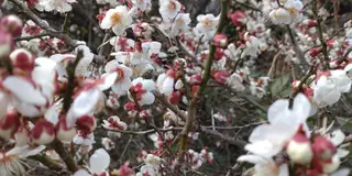 甘い香りに包まれる梅の里　小田原