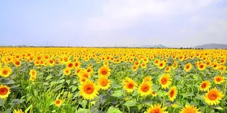 デートや家族連れにオススメ！岡山県笠岡市で花を巡る休日。