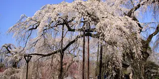 秩父のしだれ桜🌸の名利を訪ねて。秩父そばに奥秩父温泉宿♨️