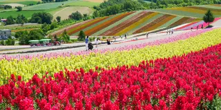 北海道　富良野、美瑛の花と絶景を楽しむ旅