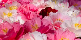 お花見2023🌸京都鹿ヶ谷通りをゆるゆる散歩。