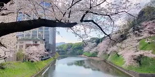 千鳥ケ淵お花見とローストビーフランチ