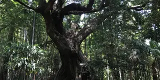 らんまんロケ地