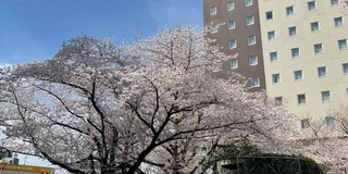 桜の街散策🌸~東京都~