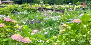 都心から1時間｡菖蒲を見る小旅行。