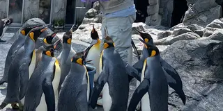 北海道　札幌発！旭川、富良野方面へドライブ