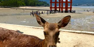 広島宮島呉2泊3日段取り旅②行程表有り♪