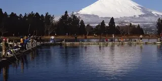 御殿場で緑を楽しむとっておきスポット‼️