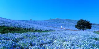 茨城ネモフィラの旅