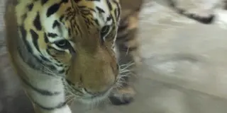 ZOO