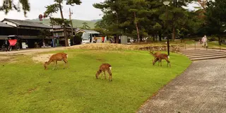 奈良 雨の日のドライブ