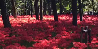 9月19日満開、埼玉県日高市、曼珠沙華
