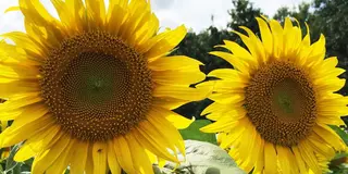 自然いっぱい！素敵いっぱい世羅高原の旅