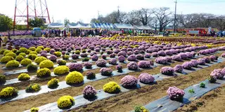 群馬県伊勢崎市をドライブ　あかぼり小菊の里　草木湖　上州田舎屋