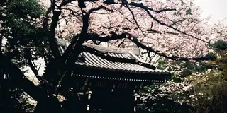 都心の桜めぐり