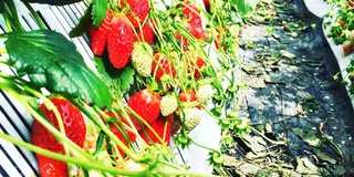食都神戸をアソビ倒せ！（更新中）