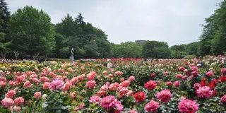 お花見おにぎり