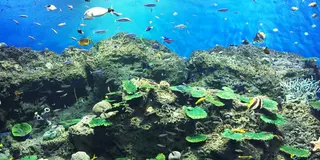 大洗・那珂湊・ひたちなか