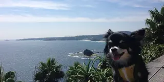 わんこと下田