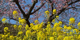 【静岡 河津〜熱海】そうだ河津行こう🌸