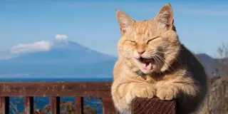 開運！幸せの西伊豆パワースポットめぐり 青の洞窟と猫店長に会いにいこう！
