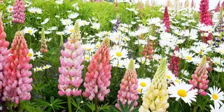 北海道はでっかいどう♡花畑とグルメとアニマル堪能！〜道央編〜
