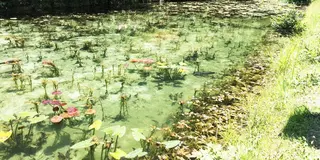 岐阜の紫陽花ロードへ🚙