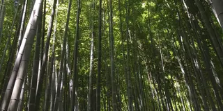初めての鎌倉〜藤沢一泊二日の旅