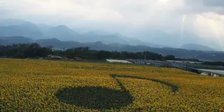 桃パフェにひまわり畑、花火…インスタが盛り上がるスポット満載！山梨夏の小旅行♪
