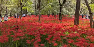 埼玉県巾着田の彼岸花＆ヴィーガンカフェ