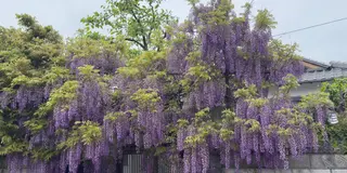 熊野街道信達宿　梶本家の野田藤に魅せられて