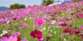 万博公園とニフレルで秋デート！