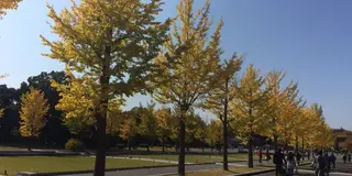 手軽に行ける紅葉スポット、昭和記念公園でぷらぷらしよう