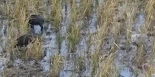 高森の奥阿蘇を楽しむ