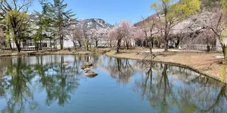 新潟、桜とお酒と湯沢温泉の旅