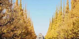 神宮外苑から渋谷へ