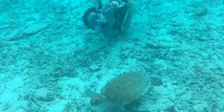 日帰り沖縄 離島  国立公園慶良間諸島 座間味島 むりやり息抜き 海亀と温泉の旅