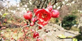 熱海の梅と桜とゆりかもめ