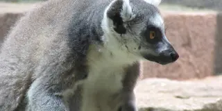 【大阪デート！】NIFRELでたくさん癒されちゃお(๑ˊᗜˋ๑)
