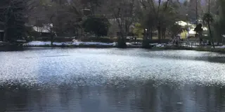湯布院温泉と九重夢大橋